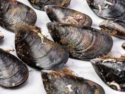 Mejillón gallego