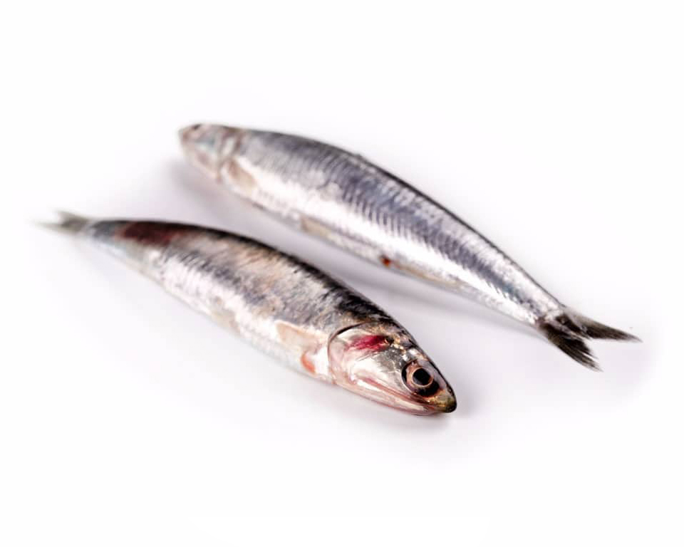 anchoa del cantábrico