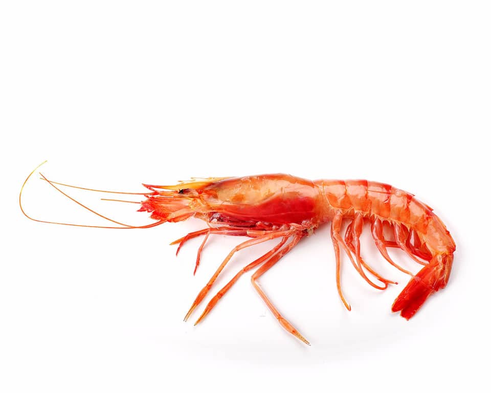 Gamba roja